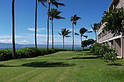 Molokai Mojo