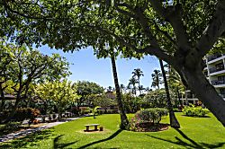 Kihei Akahi C416