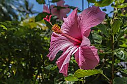 Kihei Akahi C416