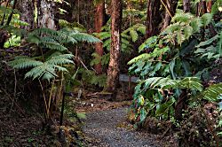 Volcano Village Serenity Suite