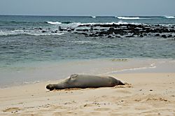 Kiahuna Plantation #167 (building 26)