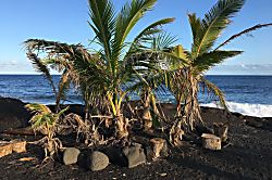 Ocean View Suite 830163