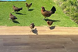 Kiahuna Plantation Unit 181