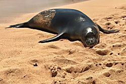 Na Hoku, The Upstairs Beach House