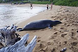 Lae Nani Beach Resort #413