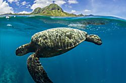 Kalihiwai Beach House