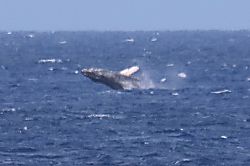 Coastal Dreams Villa