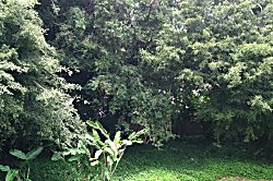 Kiahuna Plantation #428 (building 41)