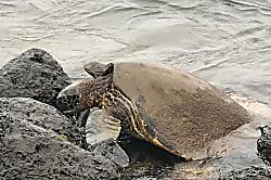 Maalaea Kai Unit #405