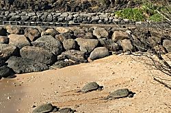 Kihei Garden Views Condo 