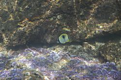 Ma'alaea Banyans Oceanfront Condo 