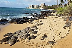 Papakea Resort Condo L204