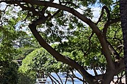 Maui Vista 1 bedroom