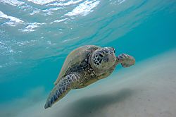 Haleakala Shores  B-201