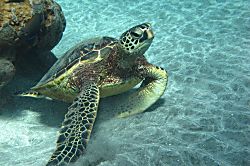 Waiohuli Beach Hale B105