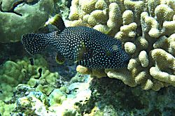 Waiohuli Beach Hale B105