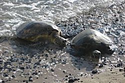 Waikoloa Colony Villas 501