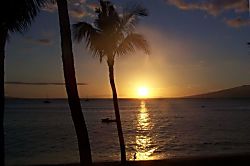 The Whaler Unit #313