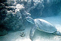 The Whaler Unit #313