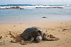Maui Modern Luxury Beach Condo