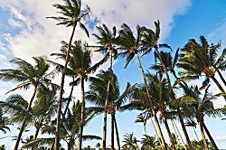 Maui Modern Luxury Beach Condo