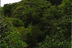 Kihei Bay Vista Rental