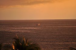 Ko Olina Beach Villas B-503