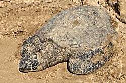 Hale Kai O Kihei 317