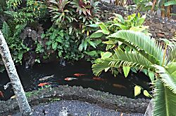 Prince Kuhio Unit #306