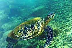 Prince Kuhio Unit #306