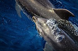 Maui Kamaole Ocean View Condo 