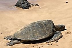 Kamaole Sands Building 9 Condo