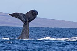 Honua Kai 2nd Floor Condo