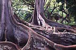 Kiahuna Plantation 232 (Building 36)