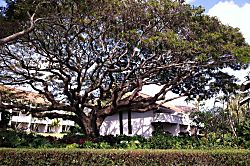 Kiahuna Plantation 232 (Building 36)