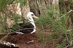 Kiahuna Plantation 232 (Building 36)