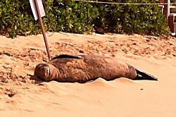 Kiahuna Plantation 232 (Building 36)