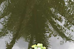 Echanted Grotto House