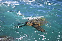 Puu Poa 109 - Queen's Hideaway 