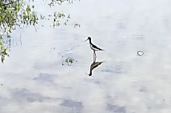 Island Sands, Ma'alaea