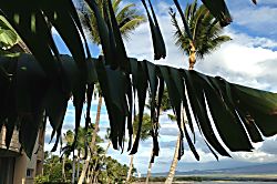 Island Sands, Ma'alaea