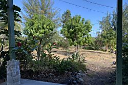 Starlit Skies of Kalapana