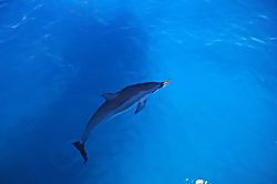 Kauai Wind and Waves 