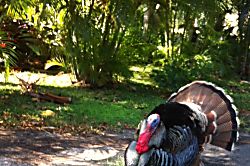 Puako Beach Condo 303