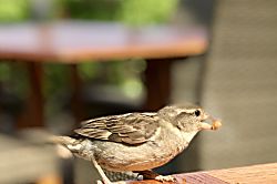 Puako Beach Condo 303