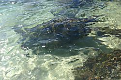 Beach Front-Corner Spoil You!