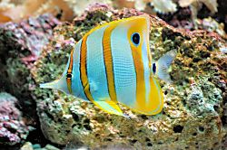 Vista Waikoloa F-206 