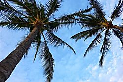 Hale Kekaha Palms Ocean Front