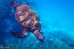 Kamaole Sands Resort Rental