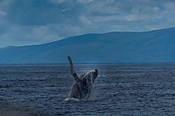 Kamaole Sands Resort Rental